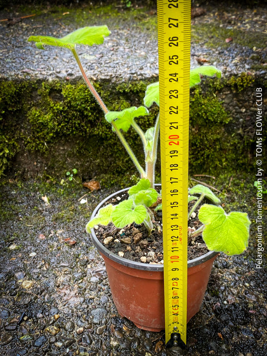 Pelargonium Tomentosum, Felty Scented Geranium, Mint Geranium, Minzengaranium, Pelargonie, Minze, duftend, organically grown, TOMs FLOWer CLUB