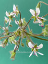 Pelargonium Tomentosum, Felty Scented Geranium, Mint Geranium, Minzengaranium, Pelargonie, Minze, duftend, organically grown, TOMs FLOWer CLUB