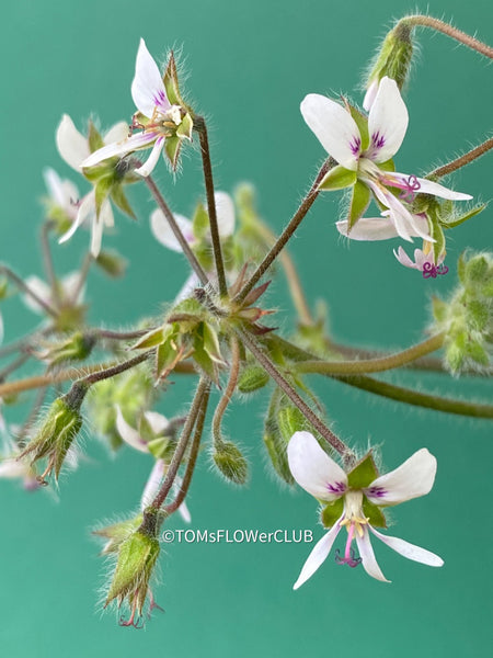 Pelargonium Tomentosum, Felty Scented Geranium, Mint Geranium, Minzengaranium, Pelargonie, Minze, duftend, organically grown, TOMs FLOWer CLUB