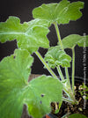 Pelargonium Tomentosum, Felty Scented Geranium, Mint Geranium, Minzengaranium, Pelargonie, Minze, duftend, organically grown, TOMs FLOWer CLUB