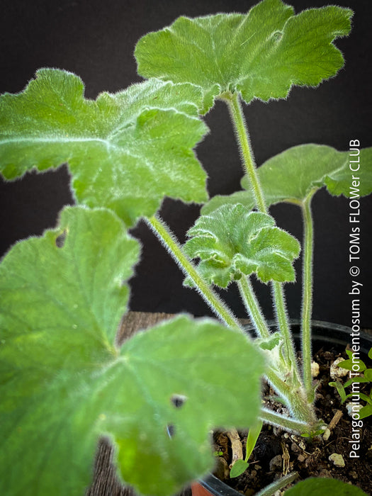 Pelargonium Tomentosum, Felty Scented Geranium, Mint Geranium, Minzengaranium, Pelargonie, Minze, duftend, organically grown, TOMs FLOWer CLUB