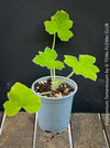 Pelargonium Tomentosum, Felty Scented Geranium, Mint Geranium, Minzengaranium, Pelargonie, Minze, duftend, organically grown, TOMs FLOWer CLUB