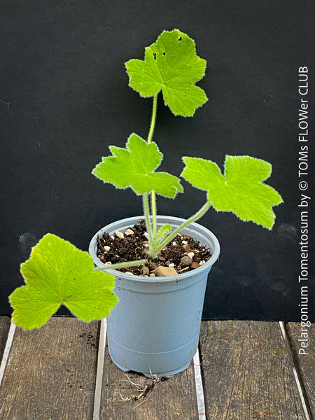 Pelargonium Tomentosum, Felty Scented Geranium, Mint Geranium, Minzengaranium, Pelargonie, Minze, duftend, organically grown, TOMs FLOWer CLUB