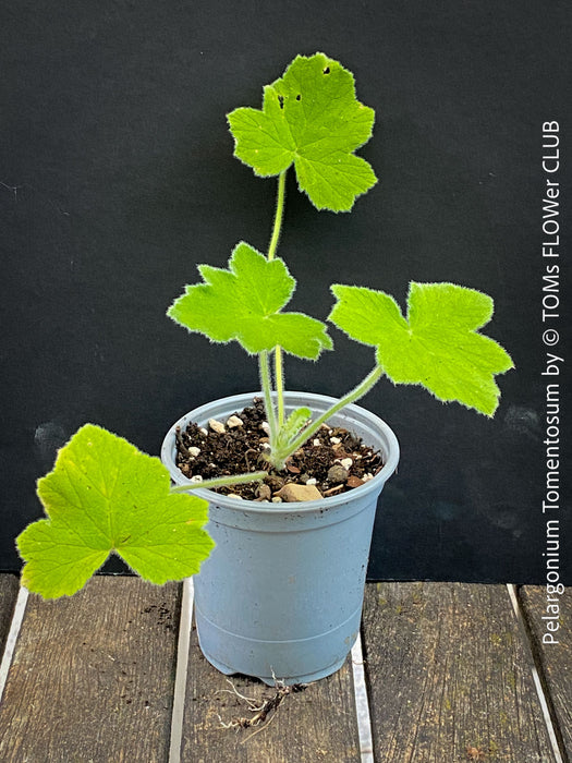 Pelargonium Tomentosum, Felty Scented Geranium, Mint Geranium, Minzengaranium, Pelargonie, Minze, duftend, organically grown, TOMs FLOWer CLUB