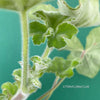 Pelargonium Tomentosum, Felty Scented Geranium, Mint Geranium, Minzengaranium, Pelargonie, Minze, duftend, organically grown, TOMs FLOWer CLUB