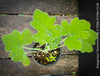 Pelargonium Tomentosum, Felty Scented Geranium, Mint Geranium, Minzengaranium, Pelargonie, Minze, duftend, organically grown, TOMs FLOWer CLUB