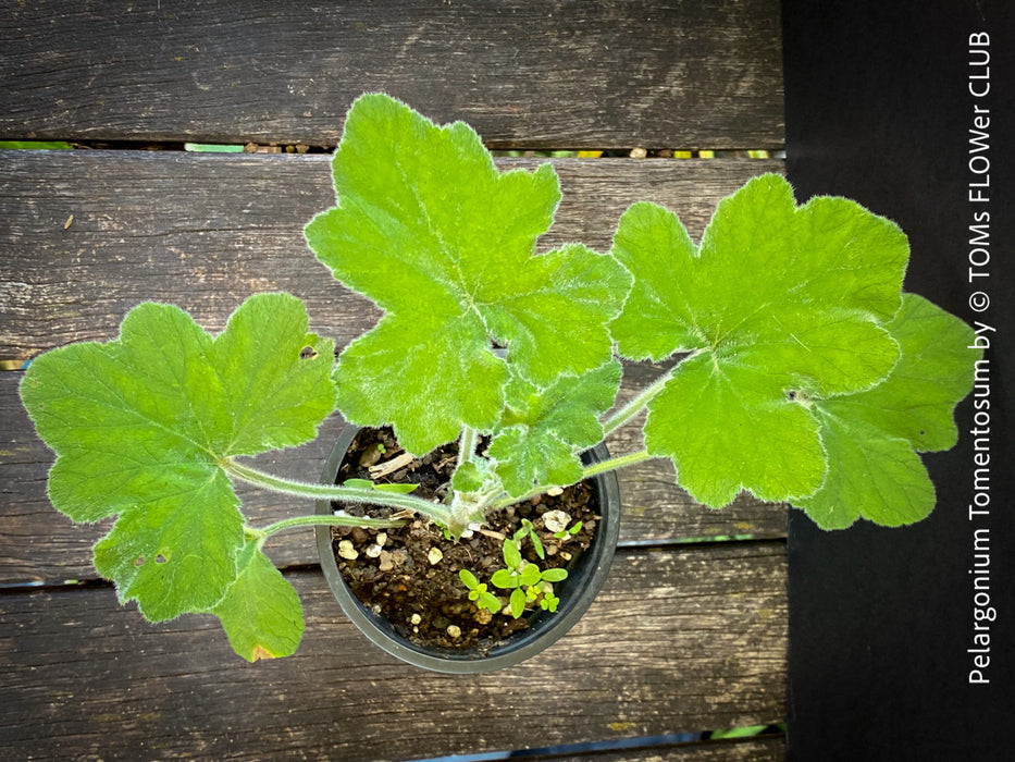 Pelargonium Tomentosum, Felty Scented Geranium, Mint Geranium, Minzengaranium, Pelargonie, Minze, duftend, organically grown, TOMs FLOWer CLUB