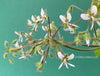 Pelargonium Tomentosum, Felty Scented Geranium, Mint Geranium, Minzengaranium, Pelargonie, Minze, duftend, organically grown, TOMs FLOWer CLUB