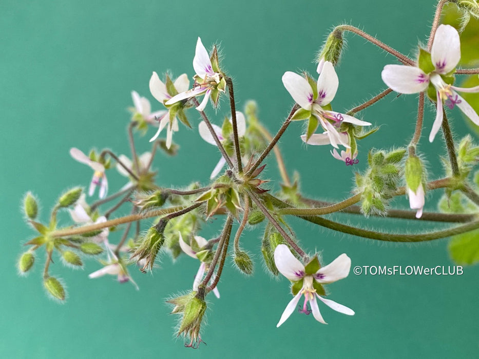 Pelargonium Tomentosum, Felty Scented Geranium, Mint Geranium, Minzengaranium, Pelargonie, Minze, duftend, organically grown, TOMs FLOWer CLUB