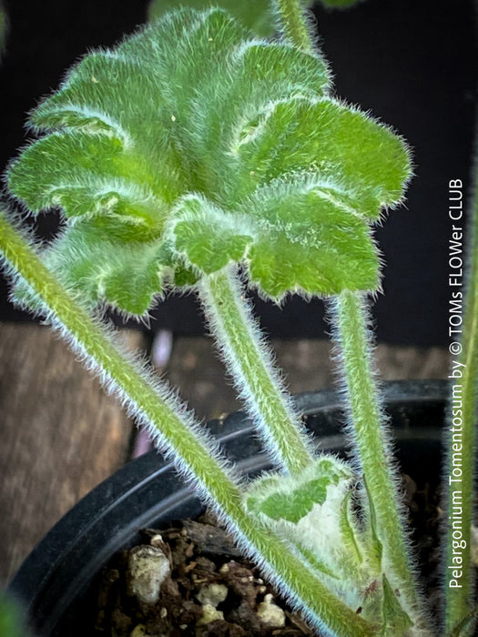 Pelargonium Tomentosum, Felty Scented Geranium, Mint Geranium, Minzengaranium, Pelargonie, Minze, duftend, organically grown, TOMs FLOWer CLUB