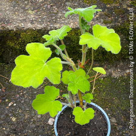 Pelargonium Tomentosum, Felty Scented Geranium, Mint Geranium, Minzengaranium, Pelargonie, Minze, duftend, organically grown, TOMs FLOWer CLUB