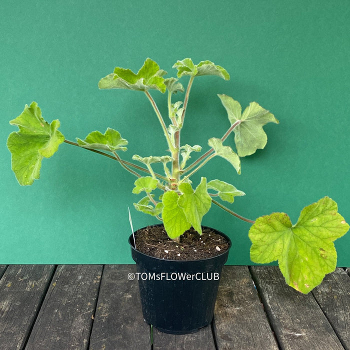 Pelargonium Tomentosum, Felty Scented Geranium, Mint Geranium, Minzengaranium, Pelargonie, Minze, duftend, organically grown, TOMs FLOWer CLUB