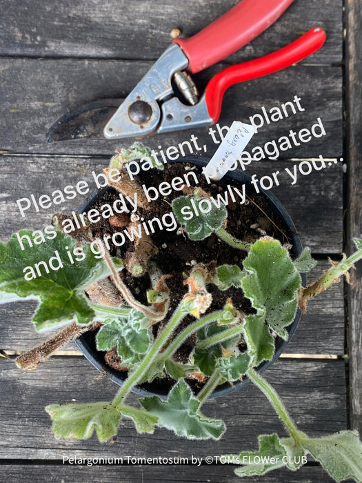 Pelargonium Tomentosum, Felty Scented Geranium, Mint Geranium, Minzengaranium, Pelargonie, Minze, duftend, organically grown, TOMs FLOWer CLUB