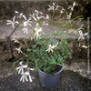 Pelargonium trifidum caudiciform pelargonium yellow flowers rare collector plant for sale at TOMs FLOWer CLUB Zurich Switzerland