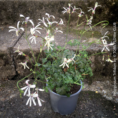 Pelargonium trifidum caudiciform pelargonium yellow flowers rare collector plant for sale at TOMs FLOWer CLUB Zurich Switzerland