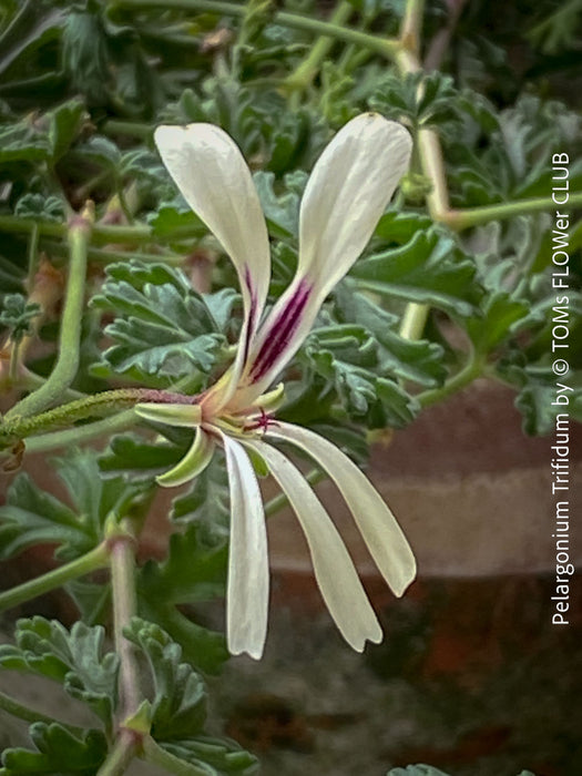 Pelargonium Trifidum, organically grown tropical South African plants for sale at TOMs FLOWer CLUB