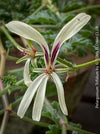 pale yellow flower of Pelargonium Trifidum, organically grown tropical South African plants for sale at TOMs FLOWer CLUB