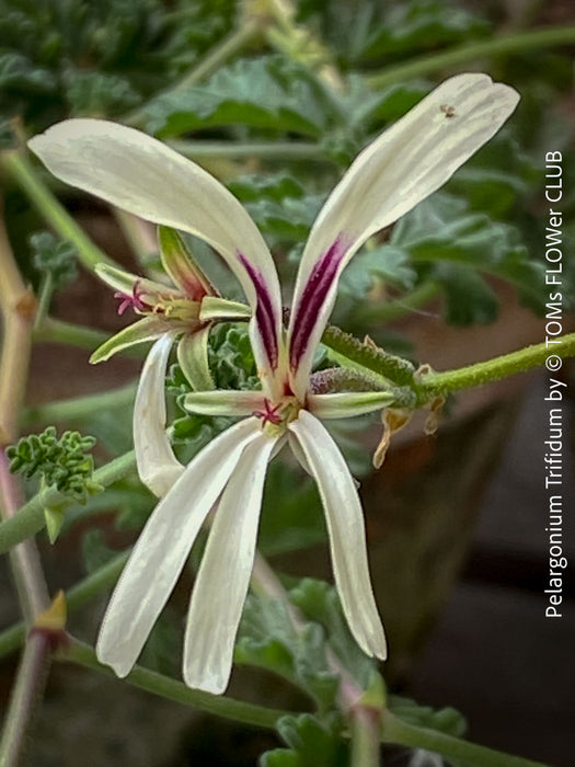 pale yellow flower of Pelargonium Trifidum, organically grown tropical South African plants for sale at TOMs FLOWer CLUB