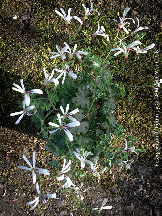rare Pelargonium trifidum caudex plant divided leaves collector succulent for sale at TOMs FLOWer CLUB Zurich Switzerland