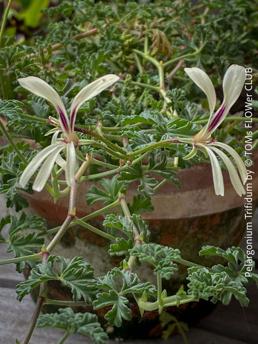Flowering Pelargonium Trifidum, organically grown tropical South African plants for sale at TOMs FLOWer CLUB