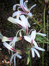 Pelargonium trifidum tuberous base caudiciform plant South Africa species for sale at TOMs FLOWer CLUB Zurich Switzerland