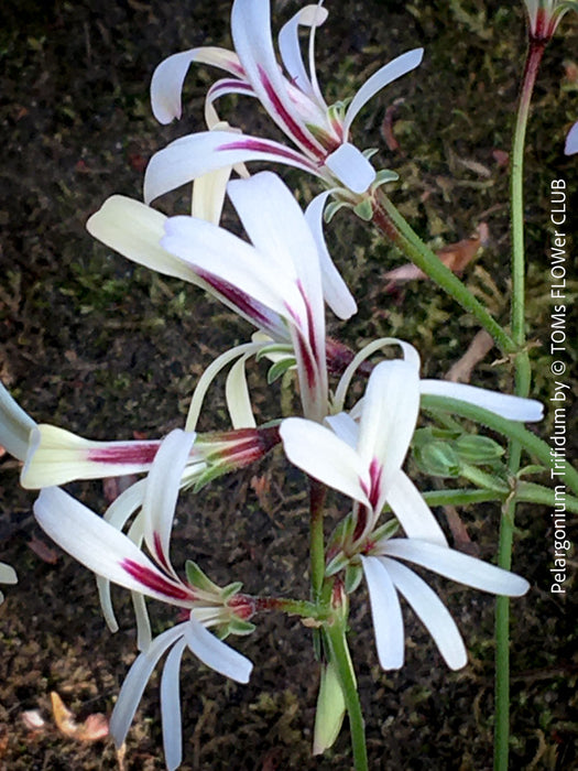 Pelargonium trifidum tuberous base caudiciform plant South Africa species for sale at TOMs FLOWer CLUB Zurich Switzerland