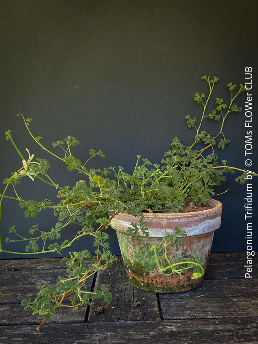 Pelargonium Trifidum, organically grown tropical South African plants for sale at TOMs FLOWer CLUB