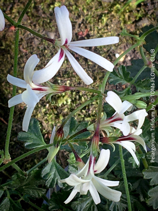 Pelargonium trifidum fine divided leaves sculptural succulent pelargonium for sale at TOMs FLOWer CLUB Zurich Switzerland