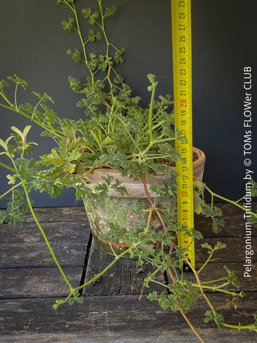 Pelargonium Trifidum, organically grown tropical South African plants for sale at TOMs FLOWer CLUB