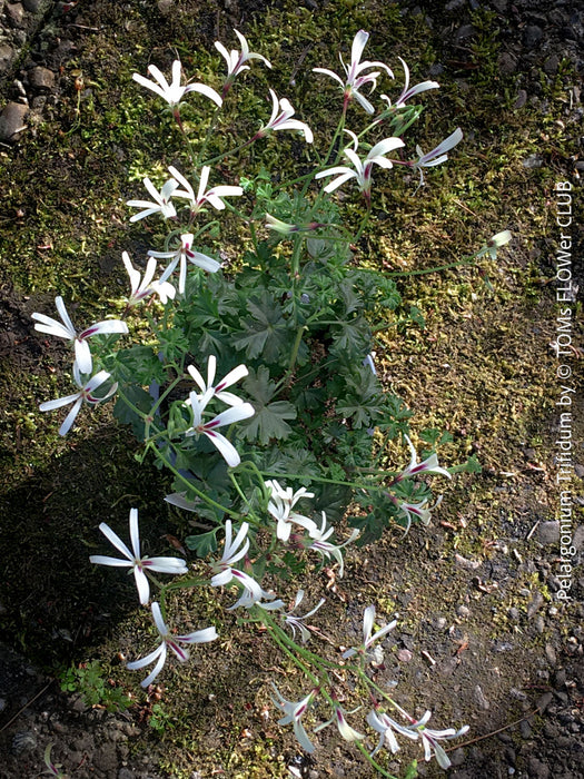 Pelargonium trifidum rare botanical geranium yellow blooming caudiciform plant for sale at TOMs FLOWer CLUB Zurich Switzerland