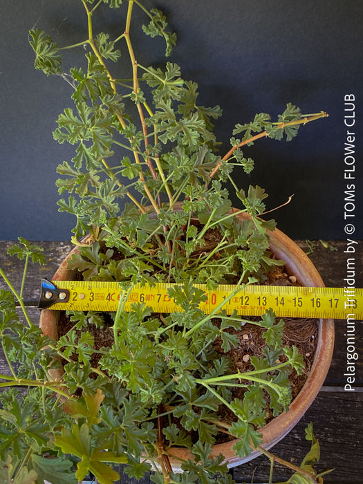 Pelargonium Trifidum, organically grown tropical South African plants for sale at TOMs FLOWer CLUB
