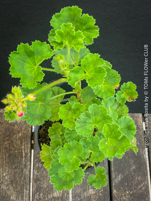 Close-up of Pelargonium 'Viva Rosita' with fully double rose-shaped pink blooms.