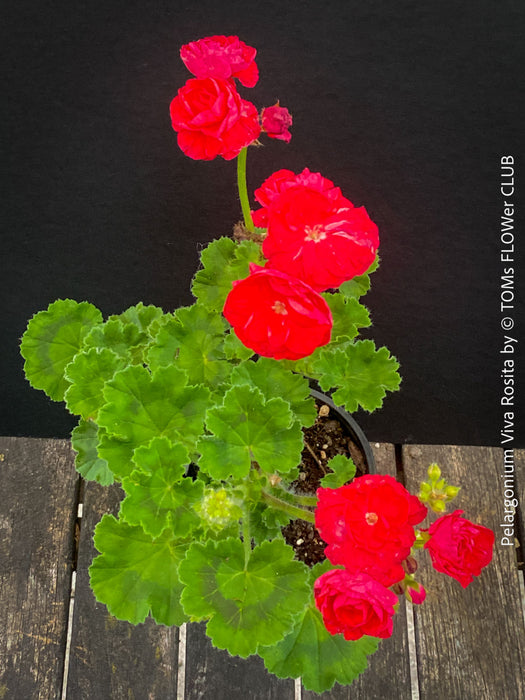 Pelargonium 'Viva Rosita' displaying elegant rosebud flowers grown at TOMs FLOWer CLUB.
