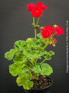 Rosebud Geranium Pelargonium 'Viva Rosita' growing in a container with compact foliage.