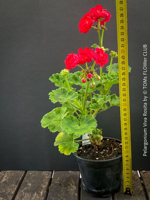 Rosebud Geranium Pelargonium 'Viva Rosita' growing in a container with compact foliage.