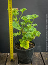 Rosebud Geranium Pelargonium 'Viva Rosita' growing in a container with compact foliage.