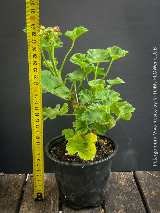 Rosebud Geranium Pelargonium 'Viva Rosita' growing in a container with compact foliage.