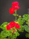 Organically grown Pelargonium 'Viva Rosita' from TOMs FLOWer CLUB ready for collectors.