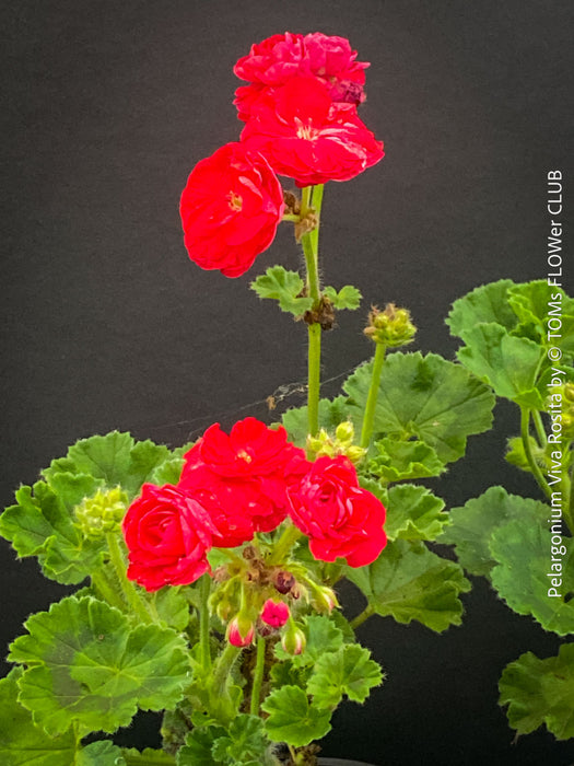 Organically grown Pelargonium 'Viva Rosita' from TOMs FLOWer CLUB ready for collectors.