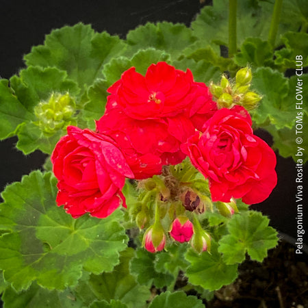 Close-up of Pelargonium 'Viva Rosita' with fully double rose-shaped pink blooms.