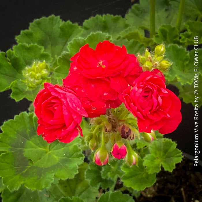 Close-up of Pelargonium 'Viva Rosita' with fully double rose-shaped pink blooms.
