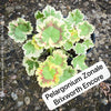 Pelargonium Zonale Brixworth Encore, Collection of Pelargonium Zonale, variegata, organically grown tropical plants for sale at TOMs FLOWer CLUB.
