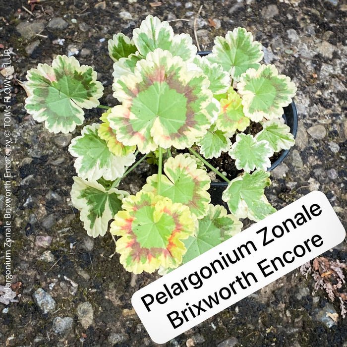 Pelargonium Zonale Brixworth Encore, Collection of Pelargonium Zonale, variegata, organically grown tropical plants for sale at TOMs FLOWer CLUB.