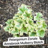 Pelargonium Zonale Annsbrook Mulberry Blotch, Collection of Pelargonium Zonale, variegata, organically grown tropical plants for sale at TOMs FLOWer CLUB.