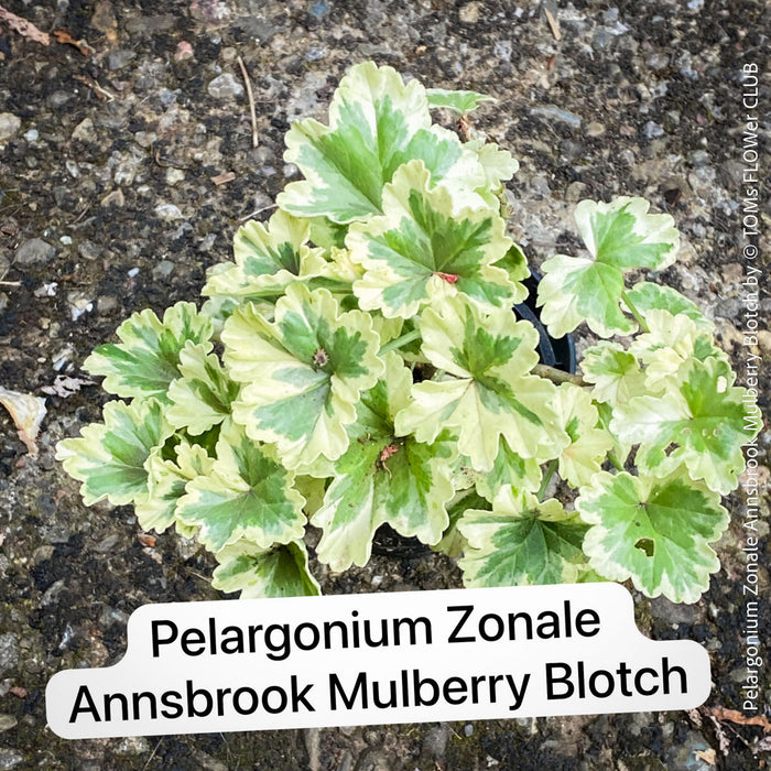 Pelargonium Zonale Annsbrook Mulberry Blotch, Collection of Pelargonium Zonale, variegata, organically grown tropical plants for sale at TOMs FLOWer CLUB.