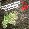 Pelargonium Zonale Dolly Varden, Collection of Pelargonium Zonale, variegata, organically grown tropical plants for sale at TOMs FLOWer CLUB.