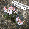 Pelargonium Zonale Dresden Pink,  Collection of Pelargonium Zonale, variegata, organically grown tropical plants for sale at TOMs FLOWer CLUB.