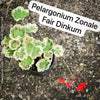Pelargonium Zonale Fair Dinkum, Collection of Pelargonium Zonale, variegata, organically grown tropical plants for sale at TOMs FLOWer CLUB.