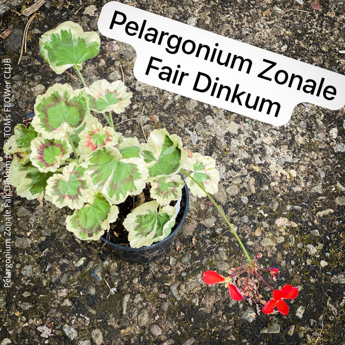 Pelargonium Zonale Fair Dinkum, Collection of Pelargonium Zonale, variegata, organically grown tropical plants for sale at TOMs FLOWer CLUB.