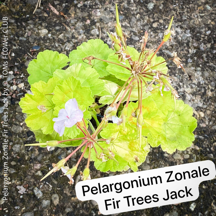 Pelargonium Zonale Fir Trees Jack, Collection of Pelargonium Zonale, variegata, organically grown tropical plants for sale at TOMs FLOWer CLUB.